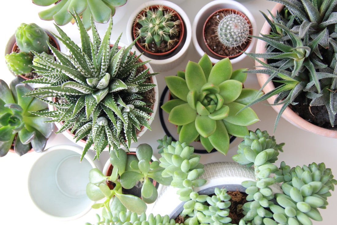 Bringing Nature Indoors: Top Indoor Plants for Small Living Spaces