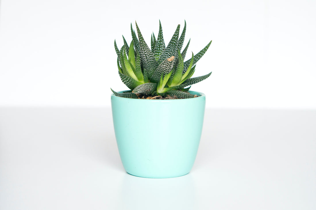 Choosing the Correct Pot for Your Plant: The Key to Thriving Plants