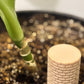Wellie Plant Watering Well